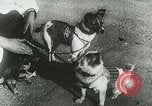 Image of Soviet space research with canines Soviet Union, 1957, second 4 stock footage video 65675067231