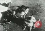 Image of Soviet space research with canines Soviet Union, 1957, second 5 stock footage video 65675067231
