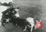 Image of Soviet space research with canines Soviet Union, 1957, second 6 stock footage video 65675067231