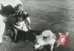 Image of Soviet space research with canines Soviet Union, 1957, second 7 stock footage video 65675067231