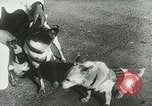 Image of Soviet space research with canines Soviet Union, 1957, second 9 stock footage video 65675067231