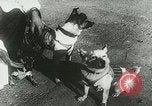Image of Soviet space research with canines Soviet Union, 1957, second 13 stock footage video 65675067231