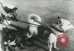 Image of Soviet space research with canines Soviet Union, 1957, second 14 stock footage video 65675067231