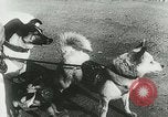 Image of Soviet space research with canines Soviet Union, 1957, second 17 stock footage video 65675067231