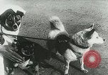 Image of Soviet space research with canines Soviet Union, 1957, second 20 stock footage video 65675067231