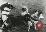 Image of Soviet space research with canines Soviet Union, 1957, second 22 stock footage video 65675067231
