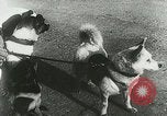 Image of Soviet space research with canines Soviet Union, 1957, second 23 stock footage video 65675067231