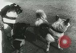 Image of Soviet space research with canines Soviet Union, 1957, second 25 stock footage video 65675067231