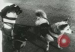 Image of Soviet space research with canines Soviet Union, 1957, second 26 stock footage video 65675067231
