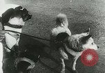 Image of Soviet space research with canines Soviet Union, 1957, second 28 stock footage video 65675067231