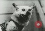 Image of Soviet space research with canines Soviet Union, 1957, second 29 stock footage video 65675067231