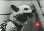Image of Soviet space research with canines Soviet Union, 1957, second 30 stock footage video 65675067231