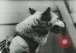 Image of Soviet space research with canines Soviet Union, 1957, second 31 stock footage video 65675067231