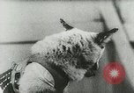 Image of Soviet space research with canines Soviet Union, 1957, second 32 stock footage video 65675067231
