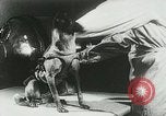 Image of Soviet space research with canines Soviet Union, 1957, second 34 stock footage video 65675067231