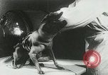 Image of Soviet space research with canines Soviet Union, 1957, second 36 stock footage video 65675067231