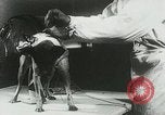 Image of Soviet space research with canines Soviet Union, 1957, second 39 stock footage video 65675067231