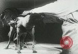 Image of Soviet space research with canines Soviet Union, 1957, second 40 stock footage video 65675067231
