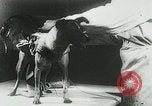 Image of Soviet space research with canines Soviet Union, 1957, second 41 stock footage video 65675067231