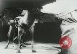 Image of Soviet space research with canines Soviet Union, 1957, second 42 stock footage video 65675067231