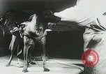 Image of Soviet space research with canines Soviet Union, 1957, second 43 stock footage video 65675067231