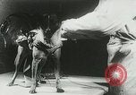 Image of Soviet space research with canines Soviet Union, 1957, second 45 stock footage video 65675067231