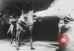 Image of Soviet space research with canines Soviet Union, 1957, second 48 stock footage video 65675067231