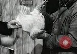 Standbild Tinte markieren beweist Huhn stehlen Georgetown Washington DC USA, 1936, aus Sekunde 32 historischem Filmmaterial Videoclip 65675067257