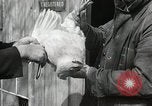 Standbild Tinte markieren beweist Huhn stehlen Georgetown Washington DC USA, 1936, aus Sekunde 35 historischem Filmmaterial Videoclip 65675067257