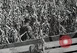 Image of farmers work Brooklyn New York City USA, 1944, second 49 stock footage video 65675067308