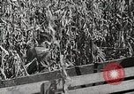 Image of farmers work Brooklyn New York City USA, 1944, second 50 stock footage video 65675067308