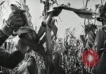 Image of farmers work Brooklyn New York City USA, 1944, second 56 stock footage video 65675067308