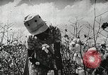 Image of Farming in America during wartime United States USA, 1944, second 3 stock footage video 65675067309