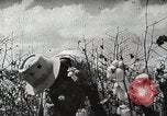 Image of Farming in America during wartime United States USA, 1944, second 4 stock footage video 65675067309