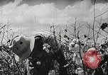 Image of Farming in America during wartime United States USA, 1944, second 5 stock footage video 65675067309