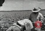 Image of Farming in America during wartime United States USA, 1944, second 12 stock footage video 65675067309