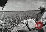Image of Farming in America during wartime United States USA, 1944, second 14 stock footage video 65675067309