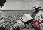 Image of Farming in America during wartime United States USA, 1944, second 15 stock footage video 65675067309