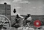 Image of Farming in America during wartime United States USA, 1944, second 16 stock footage video 65675067309