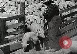 Image of Farming in America during wartime United States USA, 1944, second 39 stock footage video 65675067309