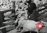 Image of Farming in America during wartime United States USA, 1944, second 42 stock footage video 65675067309