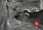 Image of Farming in America during wartime United States USA, 1944, second 53 stock footage video 65675067309