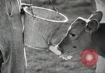 Image of Farming in America during wartime United States USA, 1944, second 54 stock footage video 65675067309