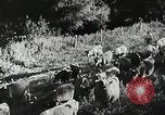 Image of Farming in America during wartime United States USA, 1944, second 55 stock footage video 65675067309