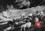 Image of Farming in America during wartime United States USA, 1944, second 57 stock footage video 65675067309