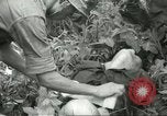 Standbild alliierten Truppen Mekong Delta Vietnam, 1967, aus Sekunde 36 historischem Filmmaterial Videoclip 65675067379