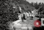 Image of Women and girls picking fruit in an orchard Morocco North Africa, 1942, second 5 stock footage video 65675067422
