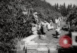 Image of Women and girls picking fruit in an orchard Morocco North Africa, 1942, second 7 stock footage video 65675067422