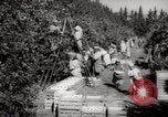 Image of Women and girls picking fruit in an orchard Morocco North Africa, 1942, second 9 stock footage video 65675067422