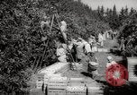 Image of Women and girls picking fruit in an orchard Morocco North Africa, 1942, second 10 stock footage video 65675067422